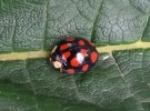 Melanická forma slunéčka východního – vzácná forma axyridis s 6 červenými tečkami na krovce. Foto J. Skuhrovec