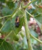 Larva slunéčka východního. Foto J. Skuhrovec