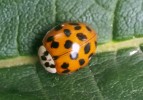 Slunéčko východní (Harmonia  axyridis), dominantní světle oranžová  až červená forma succinea s větším počtem malých černých teček. Foto J. Skuhrovec 