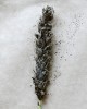 Prašná sněť pšeničná (Ustilago tritici). Foto V. Dumalasová