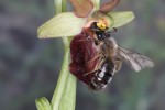Sameček pískorypky černolesklé (Andrena nigroaenea) při pokusu o kopulaci s květem tořiče pavoukonosného (Ophrys sphegodes). Na čele pískorypky jsou vidět přilepené pylové balíčky  tořiče – brylky. Foto H. F. Paulus