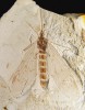 Fosilní srpice Lichnomesopsyche  gloriae (Mesopsychidae) ze střední jury (před 165 miliony let) nalezená v severovýchodní Číně. Foto C. Labandeira