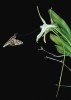 Madagaskarská orchidej Angraecum sesquipedale s ostruhou dlouhou 30 cm, opylovaná místním poddruhem lišaje Morganova (Xanthopan morganii  praedicta). Foto L. T. Wasserthal