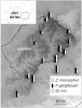 Geografická variabilita v hloubce korunní trubky krtičníkovité rostliny Zaluzianskya microsiphon (Scrophula­riaceae) úzce koreluje s délkou sosáku mouchy Prosoeca ganglbaueri. Délka obou znaků se mezi jednotlivými populacemi liší. Orig. a foto:  B. Anderson a S. D. Johnson