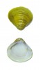 Lastury korbikuly asijské (Corbicula fluminea). Foto S. Krejčík