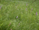 Ojedinělá lokalita s pětiprstkou hustokvětou (Gymnadenia densiflora) v Beskydech. Velké Karlovice. Foto V. Kalníková