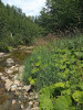 Porost třtiny pobřežní (Calamagrostis pseudophragmites) na Bílé Ostravici. Foto V. Kalníková