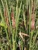 Za stříbrošedou barvu dozrávajících samičích palic orobince stříbrošedého (Typha shuttleworthii) mohou bezbarvé chlupy přesahující hnědé blizny a sterilní květy. Foto M. Popelářová