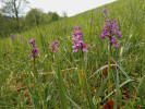 Jedna z posledních populací vstavače kukačky (Anacamptis morio) v Beskydech – tradiční pastvina s teplomilnější vegetací. Foto M. Popelářová