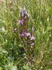 Letní forma hořečku žlutavého – hořeček žlutavý pravý (Gentianella lutescens subsp. lutescens) kvete v červnu na posledních dvou horských nízkostébelných loukách, v druhově bohaté vegetaci. Foto A. Honc