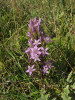 Podzimní forma druhu hořeček žlutavý karpatský (Gentianella lutescens subsp. carpatica) má velmi variabilní vzhled. Zahrnuje od několikacentimetrových rostlin s jedním květem až po více než půlmetrové s desítkami květů. Průměrná výška je přitom zhruba 35 cm. Typické je, že v případě poškození při časném kosení nebo skousnutí dobytkem mladé rostliny dobře regenerují a lodyha se rozvětví. Foto M. Popelářová