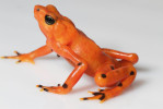 Neotropický rod Atelopus – na snímku barevná forma A. varius – zahrnuje většinou úzce endemické druhy ropuch vázané na povodí horských potoků a byl z definice horkým kandidátem extinkcí vlivem chytridiomykózy. A skutečně, z 99 popsaných druhů rodu byl u 52 zdokumentován populační pokles, 30 druhů je považováno za vyhynulé v přírodě (některé přežívají jen ex situ v záchranných chovech) a velikost populací dalších 21 druhů se zmenšila o více než 90 %. Foto B. Gratwicke