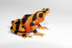 Neotropický rod Atelopus – na snímku A. zeteki – zahrnuje většinou úzce endemické druhy ropuch vázané na povodí horských potoků a byl z definice horkým kandidátem extinkcí vlivem chytridiomykózy. A skutečně, z 99 popsaných druhů rodu byl u 52 zdokumentován populační pokles, 30 druhů je považováno za vyhynulé v přírodě (některé přežívají jen ex situ v záchranných chovech) a velikost populací dalších 21 druhů se zmenšila o více než 90 %. Foto B. Gratwicke