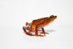 Neotropický rod Atelopus – na snímku A. certus – zahrnuje většinou úzce endemické druhy ropuch vázané na povodí horských potoků a byl z definice horkým kandidátem extinkcí vlivem chytridiomykózy. A skutečně, z 99 popsaných druhů rodu byl u 52 zdokumentován populační pokles, 30 druhů je považováno za vyhynulé v přírodě (některé přežívají jen ex situ v záchranných chovech) a velikost populací dalších 21 druhů se zmenšila o více než 90 %. Foto B. Gratwicke