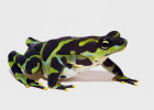 Neotropický rod Atelopus – na snímku A. limosus – zahrnuje většinou úzce endemické druhy ropuch vázané na povodí horských potoků a byl z definice horkým kandidátem extinkcí vlivem chytridiomykózy. A skutečně, z 99 popsaných druhů rodu byl u 52 zdokumentován populační pokles, 30 druhů je považováno za vyhynulé v přírodě (některé přežívají jen ex situ v záchranných chovech) a velikost populací dalších 21 druhů se zmenšila o více než 90 %. Foto B. Gratwicke
