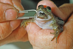 In memoriam. Australské tlamorodky rodu Rheobatrachus byly unikátní larválním vývojem v žaludcích samic, což se podařilo vyfotografovat pouze jednou u tlamorodky zázračné (R. silus), naposledy pozorované v r. 1981. Ikonické obrázky samičky s mládětem v ústech obletěly svět. Všichni známí zástupci rodu vyhynuli kvůli šíření chytridiomykózy. Foto M. J. Tyler (1937–2020)