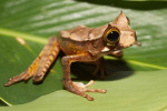 Vakorosnička rohatá (Gastrotheca cornuta) z Kostariky až Ekvádoru, na většině míst nyní nezvěstná. Chytridiomykóza nejdříve těžce zasáhla terestrické a podrostové druhy žijící u potoků, následně způsobila katastrofické populační propady (více než 90%) a regionální extinkce i u druhů stromových, které vodní stanoviště nenavštěvují ani v době rozmnožování. Foto B. Gratwicke