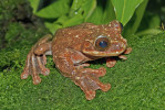 Rosnička Rabbova (Ecnomiohyla rabborum), endemit horských mlžných lesů oblasti El Valle de Antón v Panamě. Objevena r. 2005, vědecky popsána 2008, brzy nato nezvěstná a klasifikována jako kriticky ohrožená. Snahy o záchranný chov selhaly, poslední jedinec v zajetí uhynul v r. 2016. Foto B. Gratwicke