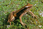 Žáby vyhynulé nebo pravděpodobně vyhynulé vlivem chytridiomykózy zahrnují přes 90 druhů hlavně z temperátní až tropické východní Austrálie a ze Střední Ameriky. Paropucha ostronosá (Taudactylus acutirostris) bývala v podrostu deštných lesů Queenslandu všudypřítomná. V letech 1994–97 bylo zaslechnuto volání tří posledních samečků, poté zavládlo ticho. Foto M. Cohen