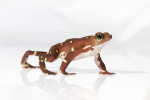 Neotropický rod Atelopus – na snímku A. glyphus – zahrnuje většinou úzce endemické druhy ropuch vázané na povodí horských potoků a byl z definice horkým kandidátem extinkcí vlivem chytridiomykózy. A skutečně, z 99 popsaných druhů rodu byl u 52 zdokumentován populační pokles, 30 druhů je považováno za vyhynulé v přírodě (některé přežívají jen ex situ v záchranných chovech) a velikost populací dalších 21 druhů se zmenšila o více než 90 %. Foto B. Gratwicke