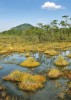 Národní přírodní památka Swamp v nově vyhlášené CHKO Kokořínsko – Máchův kraj. Foto Z. Patzelt