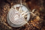 Armadillo officinalis. Rozvinující se svinka druhu A. officinalis. Tento skrytý svět korýšů je fascinující a přitom málo známý. Foto M. Velechovský  (3. místo, kategorie Objevitelská)