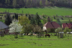 Ovocné výsadby tradičně navazovaly na zemědělské usedlosti a byly  součástí přechodu zastavěné části vsí  do volné krajiny. Foto M. Lípa