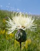 Dekorativní stepní chrpa Centaurea ruthenica dosahuje v okolí Čortovce severozápadní hranice areálu. Foto J. Roleček