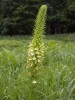 Všivec statný (Pedicularis exaltata) roste na západní Ukrajině na horských loukách a stepních loukách bělokarpatského typu. U nás má v Bílých Karpatech jedinou lokalitu. Foto J. Roleček