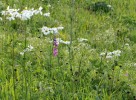 Pohled do vysokobylinného stepního porostu na Čortově hoře s kvetoucí kopretinou chocholičnatou (Tanacetum corymbosum) a mečíkem střechovitým (Gladiolus imbricatus) spolu s odkvetlými rostlinami upolínu evropského (Trollius europaeus) a plaménku přímého (Clematis recta). Foto J. Roleček
