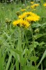 Ve vysokobylinné stepní vegetaci se uplatňuje i škarda sibiřská (Crepis sibirica), kterou u nás známe jen z Velké kotliny v Jeseníkách. Foto J. Roleček