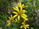Vzácný kontinentální relikt popelivka sivá (Ligularia glauca). Foto P. Glončák