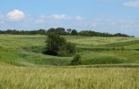 Dvojice závrtů v zemědělské krajině v okolí vsi Čortovec. Závrty se staly útočišti pestré stepní vegetace v krajině, kde byly černozemě na plošinách téměř bezezbytku rozorány. Foto J. Roleček