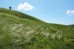 Aspekt kavylu tenkolistého (Stipa tirsa) v louce bělokarpatského typu na severním svahu vrchu Kasova hora. Foto J. Roleček