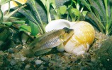 Pestřenec očkatý (Lamprologus ocellatus). Tzv. „šnekáči“ žijí v polygynických svazcích začleněných do složitějších komunikačních vazeb v koloniích, kde dominantní samci okupují střed a jejich méně zdatní konkurenti konají v samičím šatě oplozovací nájezdy do harémů. První vývozci od jezera Tanganika museli řešit stesky chovatelů, že se ryby nemnoží. Pak se zjistilo, že dováženi byli jen samci, protože samice se ukrývají v prázdných schránkách plžů rodu Neothauma.  Foto J. Novák 