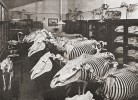 Sbírky Zootechnického ústavu Vysoké školy zemědělského a lesnického inženýrství v Praze,  jehož přednostou byl zootechnik  František Bílek (1885–1972). Literární atlas československý 2., Ministerstvo školství a národní osvěty, ČAVU, Prometheus, B. Vavroušek, ed., Praha 1938