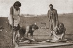 Výsev na  pokusných polích Zemského ústavu pro zušlechťování rostlin v Přerově  kolem r. 1940.   Foto B. Šmidrkal, Tvoříme s přírodou. Praktická genetika, K. Hrubý, Praha 1943