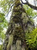 Společenstva epifytických lišejníků s důlkatcem plicním (Lobaria pulmonaria) a stužkovcem pomoučeným  (Ramalina farinacea). Takto bohatě porostlé stromy se vyskytují zpravidla  ve velmi vlhkých regionech a při  minimálním znečištění ovzduší.  Fotografie z ruské části Kavkazu. Foto J. Malíček