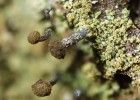 Specifickou ekologií se vyznačuje prachouleček kulohlavý (Chaenotheca sphaerocephala), zástupce tzv. kalicioidních lišejníků, jež vytvářejí plodnice  na stopkách. Jeho typickým stanovištěm jsou stinné báze starých smrků, které  většina lichenologů ani neprozkoumá. Prachouleček byl proto v České republice považován za vzácný boreální lišejník. Překvapivě jsme ho zaznamenali  na většině ploch pralesovitých smrčin. Foto J. Malíček 