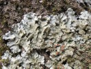 Důlkatec prostranný (Lobaria amplissima)  je velmi náročný  makrolišejník,  který upřednostňuje staré stromy,  vyžaduje vlhké klima a nesnáší znečištění  ovzduší i eutrofizaci. V České republice nyní přežívá na poslední lokalitě na Šumavě. Foto J. Malíček 