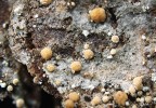 Biatora bílá (Biatora veteranorum) patří k nenápadným mikrolišejníkům. Rozpoznat ji můžeme podle početných bílých pyknid, které nebývají větší  než 0,2 mm. Apotecia jako na fotografii vytváří jen zřídka. Tento druh bývá  hojný v pralesovitých porostech  středních a vyšších poloh. Foto J. Malíček 