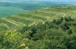 Travnaté svahy zemědělsky  využívaných teras u Pouzdřanské stepi hostí množství střevlíků uherských.  Při vhodné péči skýtají naději na jeho částečný návrat do krajiny jihu Moravy. Foto P. Pokluda