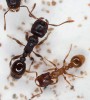 Dělnice z druhového komplexu  T. caespitum (vlevo) a S. testaceus  (vpravo). Foto V. Souralová
