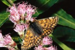 Samice hnědáska horského (Euphydryas cynthia). Argentiére, francouzské Alpy,  červenec 1986. Foto G. O. Krizek