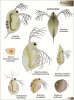 Z mikroskopických korýšů (Crustacea)  jsou našimi nejběžnějšími skupinami perloočky (Cladocera), klanonožci (Copepoda) a lasturnatky (Ostracoda). Stránka  ukazuje zástupce skupiny Anomopoda,  perlooček v širším slova smyslu. Druhově  jsou velmi bohaté a hrají klíčovou roli ve  vodním ekosystému, jako významná sou část planktonu. Tabule vyobrazuje jen ma  lou část naší celkové diverzity perlooček. Orig. J. Kubín a M. Wipplingerová