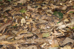 Zmije gabunská (Bitis gabonica) dokonale splývá s podkladem. Foto z archivu B. Pafčo