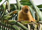 Malpa běločelá (Cebus albifrons aequatorialis) patří k ohroženým primátům ekvádorského pobřeží. Foto J. Korba