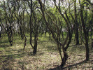 Příklad sukcesního stadia na opuštěných polích v Českém krasu: typické keřové stadium mezické řady s dominancí hlohů (Crataegus spp.), které vytrvává několik desetiletí. Foto K. Prach