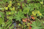 Kontryhel půlkulovitý (Alchemilla subglobosa) – jeden ze vzácnějších šumavských kontryhelů. Jeho zdejší výskyt je soustředěn na Šumavské pláně. Foto M. Štech