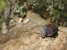 Kornatec velký (Peltis grossa) je vzácný dřevožijný brouk z čeledi kornatcovití (Trogossitidae). V r. 2018 byl po téměř 100 letech znovuobjeven v NP Šumava. Foto P. Čížková